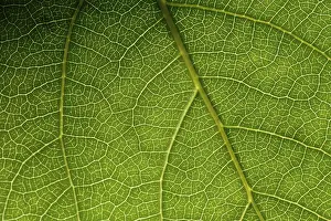 Green Leaf Macro Prints: Green leaf macro