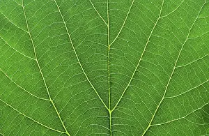 Green Leaf Macro Photography Prints: Green leaf macro