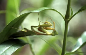 Wildlife Macro Photography Prints: Green leaf mantis no.1