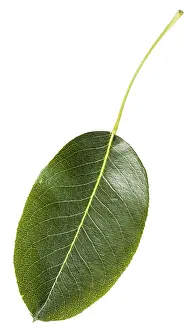 Pear Tree Cultivation Prints: Green leaf of a pear tree (Pyrus communis)