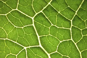 Variegated Leaf Patterns Prints: Green leaf, structure