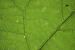 Deserted Green Landscape Prints: Green leaf texture