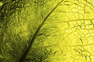 Green Leaf Texture Prints: Green leaf texture