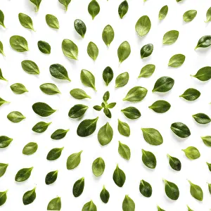 Kitchen Spice Plant Images Prints: Green leaves pattern from fresh thyme leaf