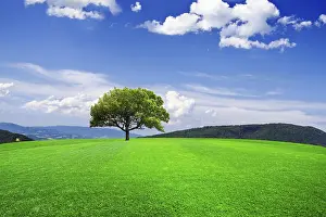 Oak Tree Landscape Prints: Green line