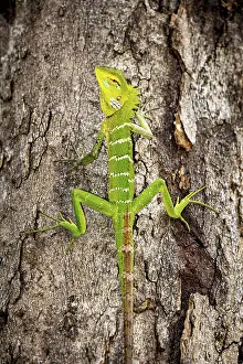 Prints of A green lizard climbs on a tree trunk, perfectly camouflaged against the bark, Indian garden lizard near Sigiriya in Sri Lanka (Calotes versicolor) Versicolor Prints: Calotes versicolor Print - Indian Garden Lizard