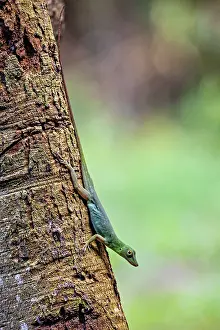 Prints of A green lizard climbs vertically up a tree trunk against a blurred background, an anole in the Amazon Basin near Rurrenabaque in Bolivia (fringed-finger lizards) Anoles Prints: A Green Lizard Climbs a Tree Trunk Print