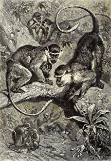 Historic Animal Depictions Prints: Green monkey, Western green monkey (Cercopithecus) sabaeus