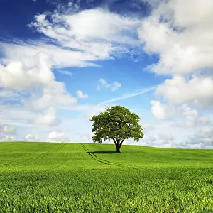 Green Planet Prints: My green planet
