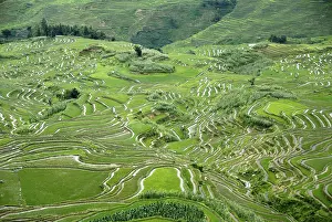 Daytime Farmland Photography Prints: Green rice fields on the hillside
