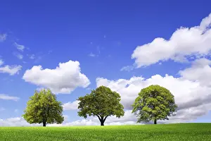 Fagales Family Trees Prints: Green spring is coming