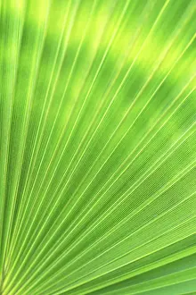 Green Nature Background Prints: Green texture of palm leaf. Space for your text