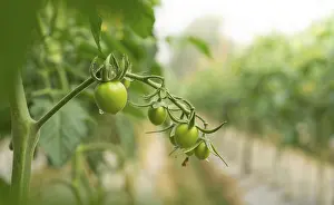 Fruit And Vegetable Pictures Prints: Green Tomatoes on the Vine