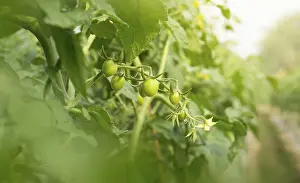 Uninhabited Farms Prints: Green Tomatoes on the Vine