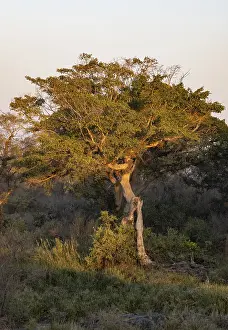 Atmospheric Evening Sky Prints: Green tree in the evening light