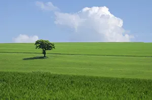 Green Tree Landscape Prints: The green tree in the fields