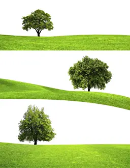 Oak Tree Isolated Prints: Green tree nature