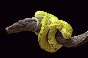 Prints of Green Tree Phyton Green Snake Prints: Green Tree Python Print