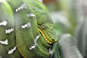 Python Prints: Green Tree Python Print - Terrazoo, Germany