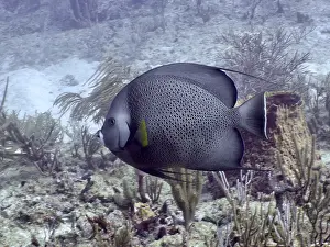 Framed Print : Gray Angelfish Print Framed Print : Gray Angelfish Print