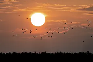 Wild Animal Waterfowl Images Prints: Grey geese in front of setting sun