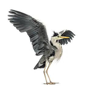 Grey Heron Prints: Grey Heron doing a mating dance