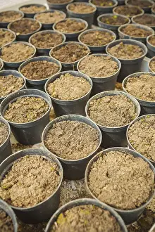 Ornamental Plants Prints: Ground in plastic pots