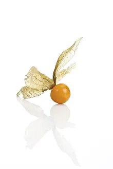 Physalis Fruit Prints: Groundcherry, Ground Cherry (Physalis)