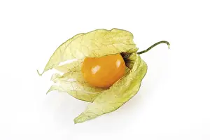 Physalis Fruit Prints: Groundcherry (Physalis)