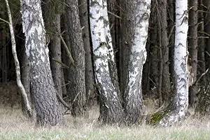 Birch Forest Landscape Prints: Group of birch trees at the edge of a forest