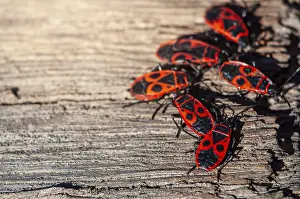 Deserted Natural Environment Images Prints: A group of firebugs gathers on a rough