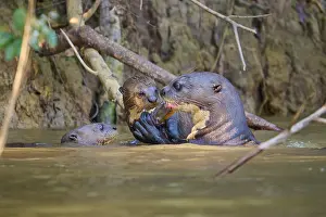 Prints of Group of otters playing and interacting in the river, giant otter (Pteronura brasiliensis), Pantanal, Mato Grosso, Brazil Giant River Otter Prints: Giant Otters Playing in the Pantanal River Print