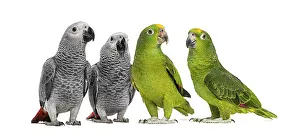 Plain Colored Background Wildlife Prints: Group of parrots