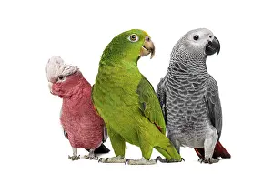 Animals In The Wild Photography Prints: Group of parrots