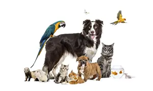 Friendly Dog Breed Prints: Group of pets posing around a border collie