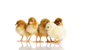 Cute Chicks Prints: Group of small chicks. Isolated on white