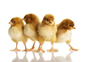 White Background Animals Prints: Group of small chicks. Isolated on white
