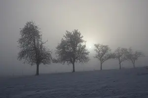 Snowy Forest Landscape Prints: Group of trees in diffused light