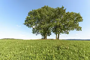 Uninhabited Grass Field Prints: Group of trees in a meadow in clear