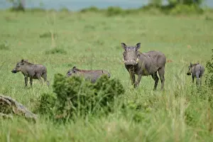Prints of A group of warthogs graze on a vast, green expanse in peaceful surroundings, warthog (Phacochoerus africanus), Masai Mara National Reserve, Narok County, Kenya Warthog Prints: Warthog Grazing Print, Masai Mara National Reserve, Kenya