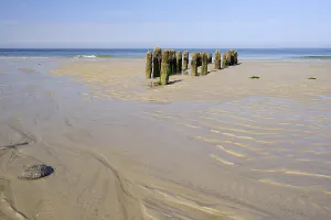 North Frisian Islands Prints: Groynes covered with Algae, low tide