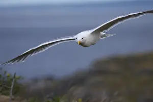 Seagull Flying Prints: Gull in flight