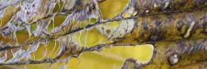 Autumn Mood Images Prints: Half decomposed leaf of a funkia