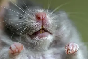 Mammal Head Shot Prints: Hamster close-up