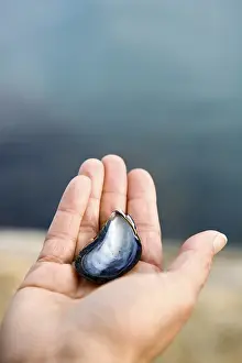 Symbolic Heart Shape Image Prints: Hand holding shell