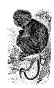 Cercopithecidae Family Photos Prints: Hanuman langur (Semnopithecus) maurus
