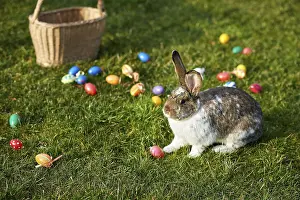 Traditional Easter Decoration Prints: Happy easter bunny with eggs