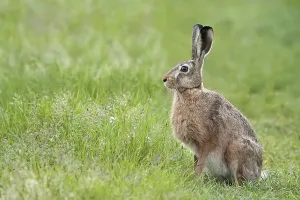 Hare Portrait Prints: Hare in the wild, in a clearing