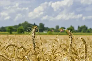 Grain Field Landscape Prints: Harvest time