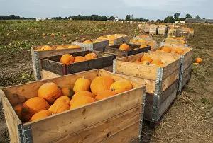 Swedish Countryside Landscape Shot Prints: Harvested pumpkins on a field in Loderup